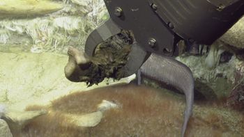 Media type: image;   Invertebrate Zoology 153118 Description: live specimen;